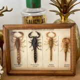 Frame 4 naturalized scorpions de curiosity cabinet