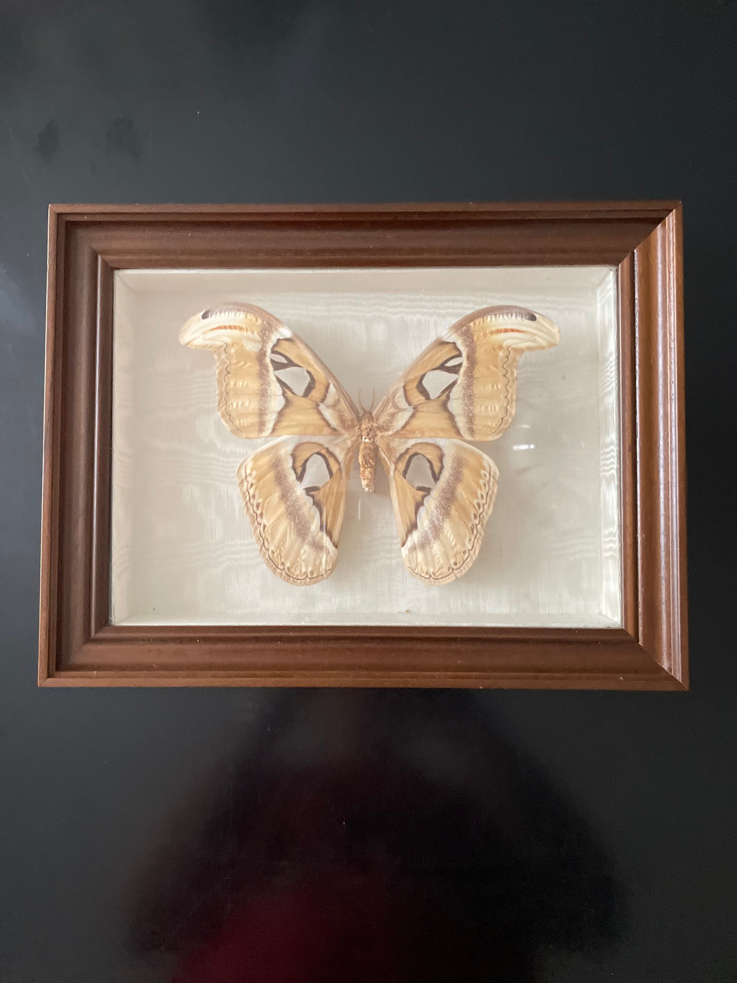 Butterfly framed Attacus Atlas