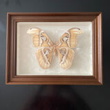 Butterfly framed Attacus Atlas