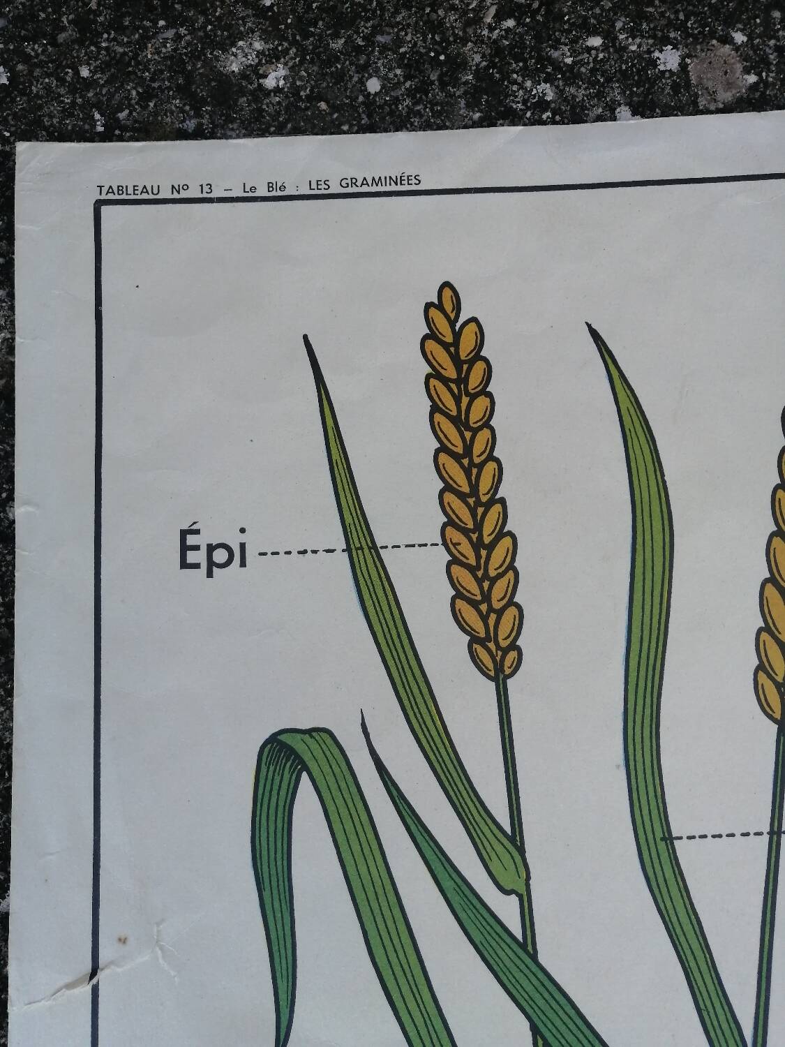 Vintage MDI school poster: Plants without flowers & Wheat, grasses.
