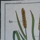 Vintage MDI school poster: Plants without flowers & Wheat, grasses.
