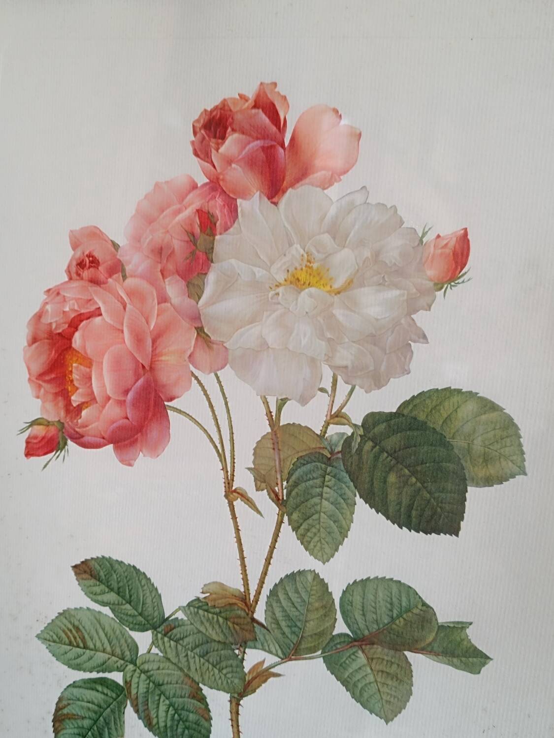 Botanical Rose Lithograph