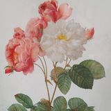 Botanical Rose Lithograph