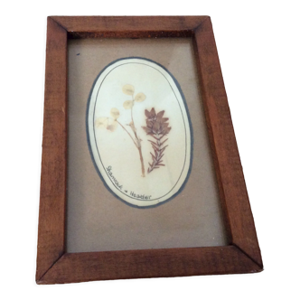 Dried flowers frame