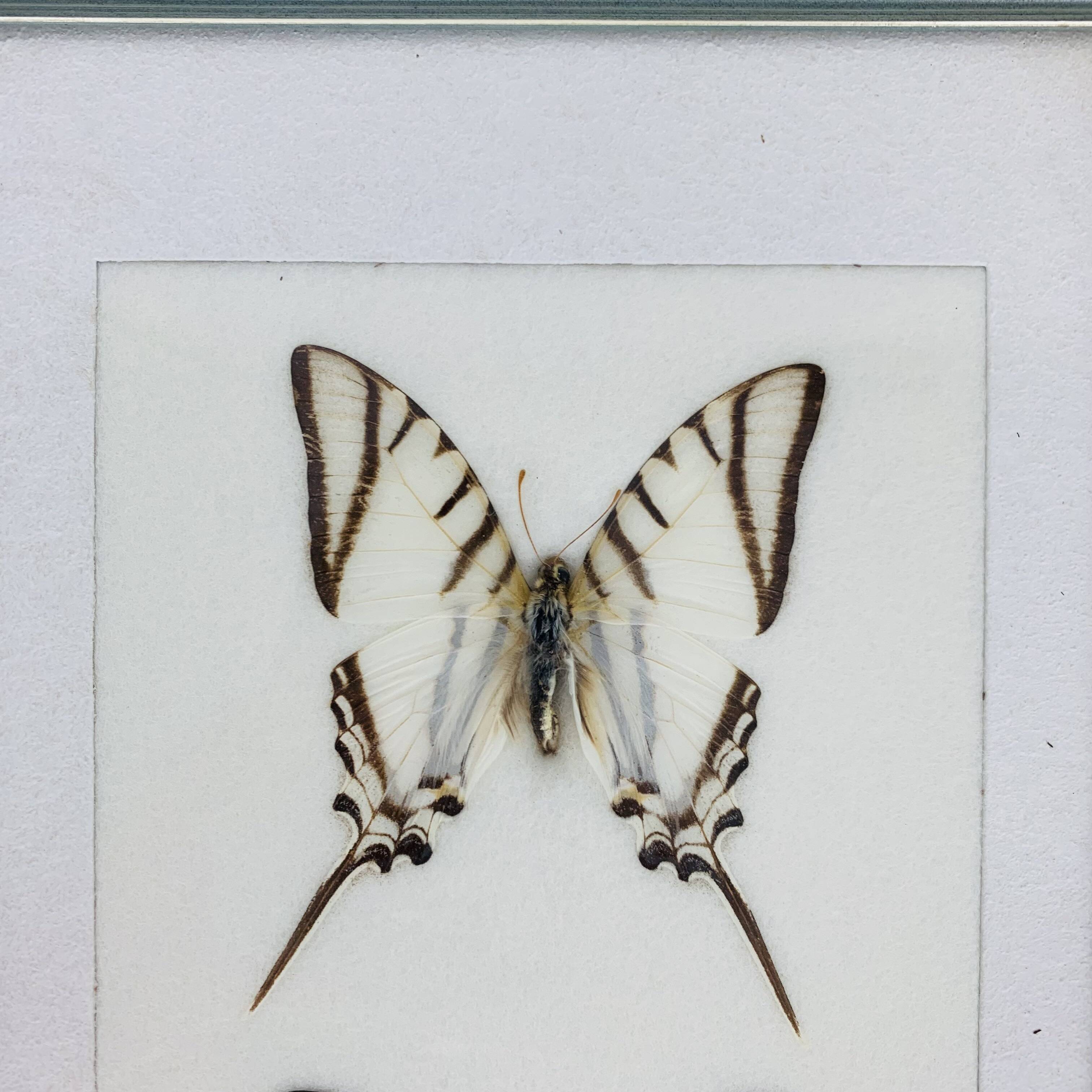 2 vintage naturalized butterfly frames
