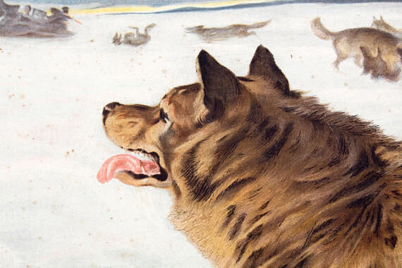 Dog, educational grid, 1891