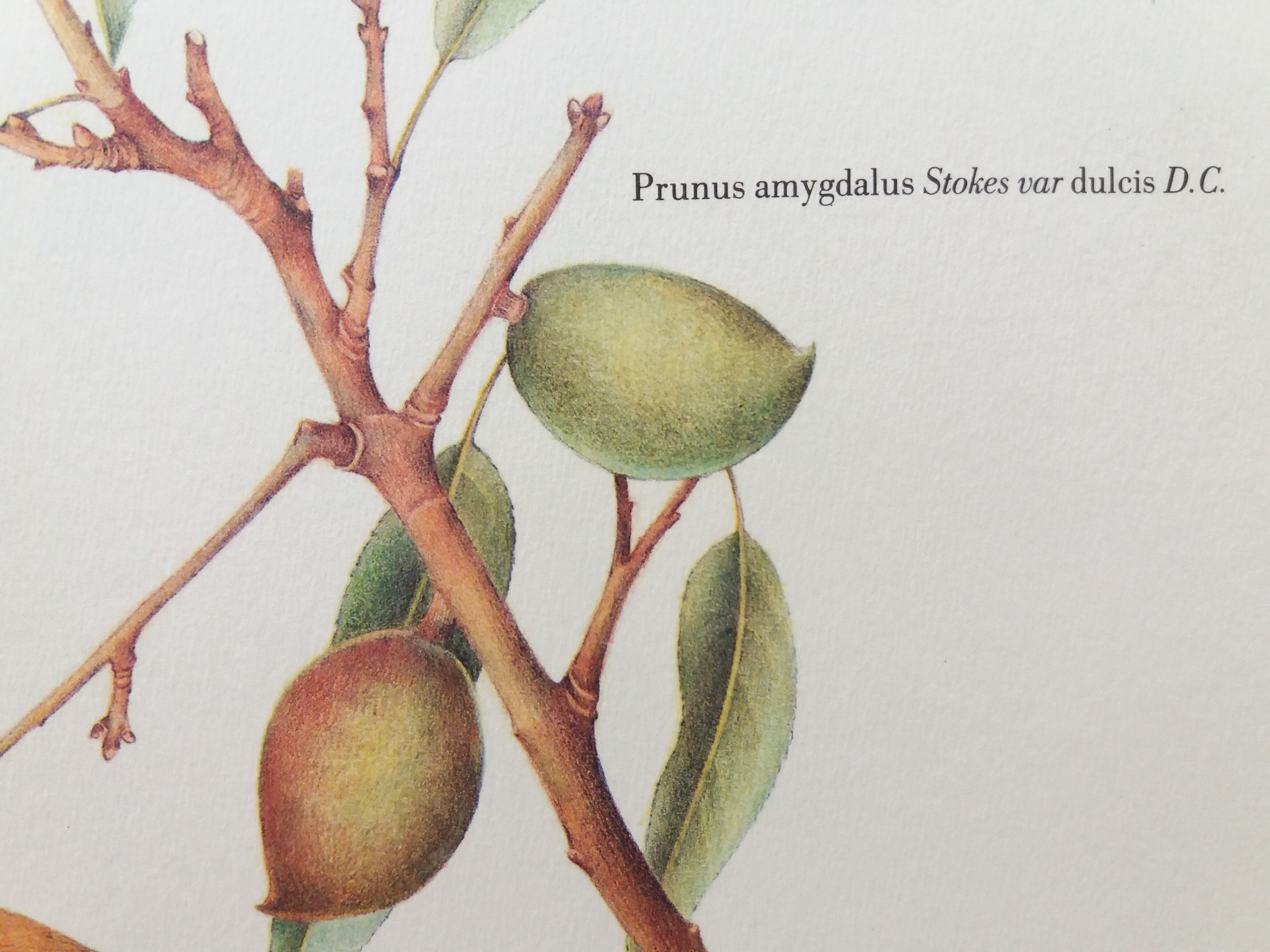 Sweet almond botanical plank