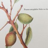 Sweet almond botanical plank