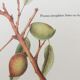Sweet almond botanical plank