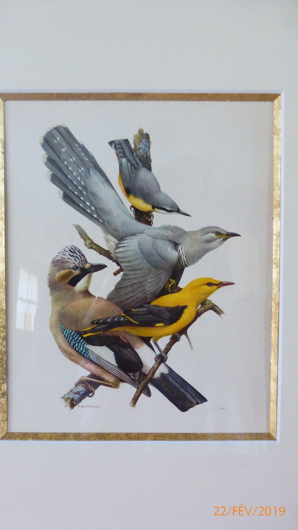 Birds collection No.13 Hepatior