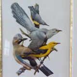 Birds collection No.13 Hepatior