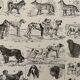 Lithographie gravure sur les chiens - 1900
