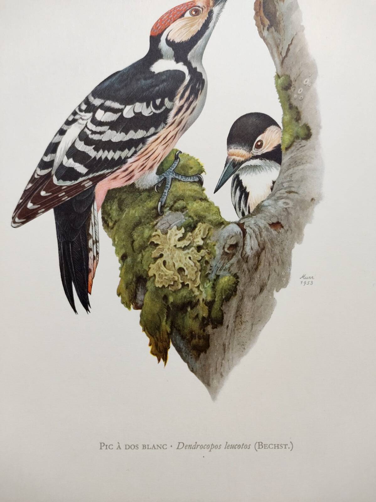 Bird board 60s - White-backed Woodpecker - Vintage zoological and ornithological illustration