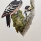 Bird board 60s - White-backed Woodpecker - Vintage zoological and ornithological illustration