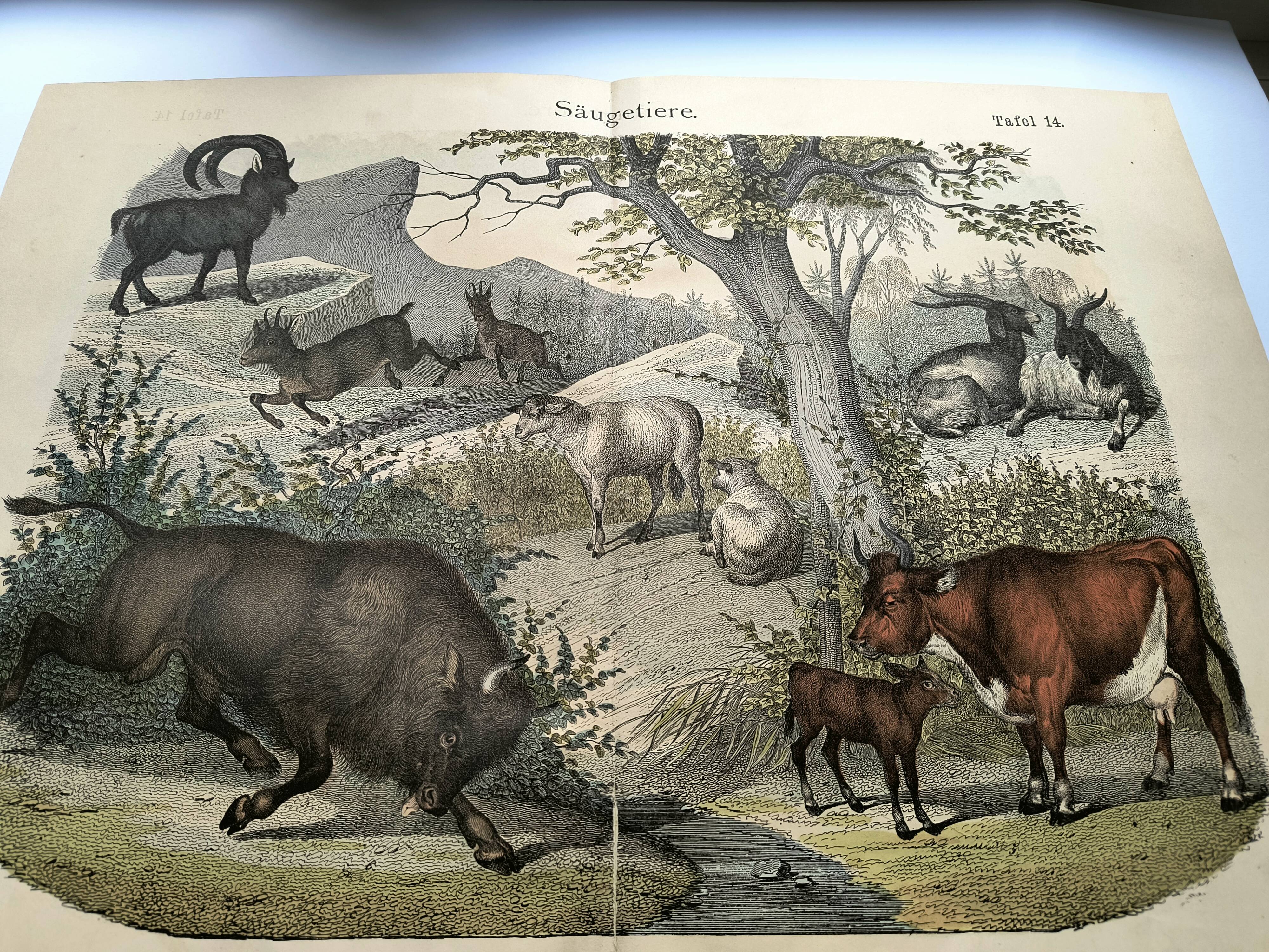 Old engraving from 1886 - Cow, sheep and goat - Lithograph of a farm