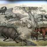 Old engraving from 1886 - Cow, sheep and goat - Lithograph of a farm