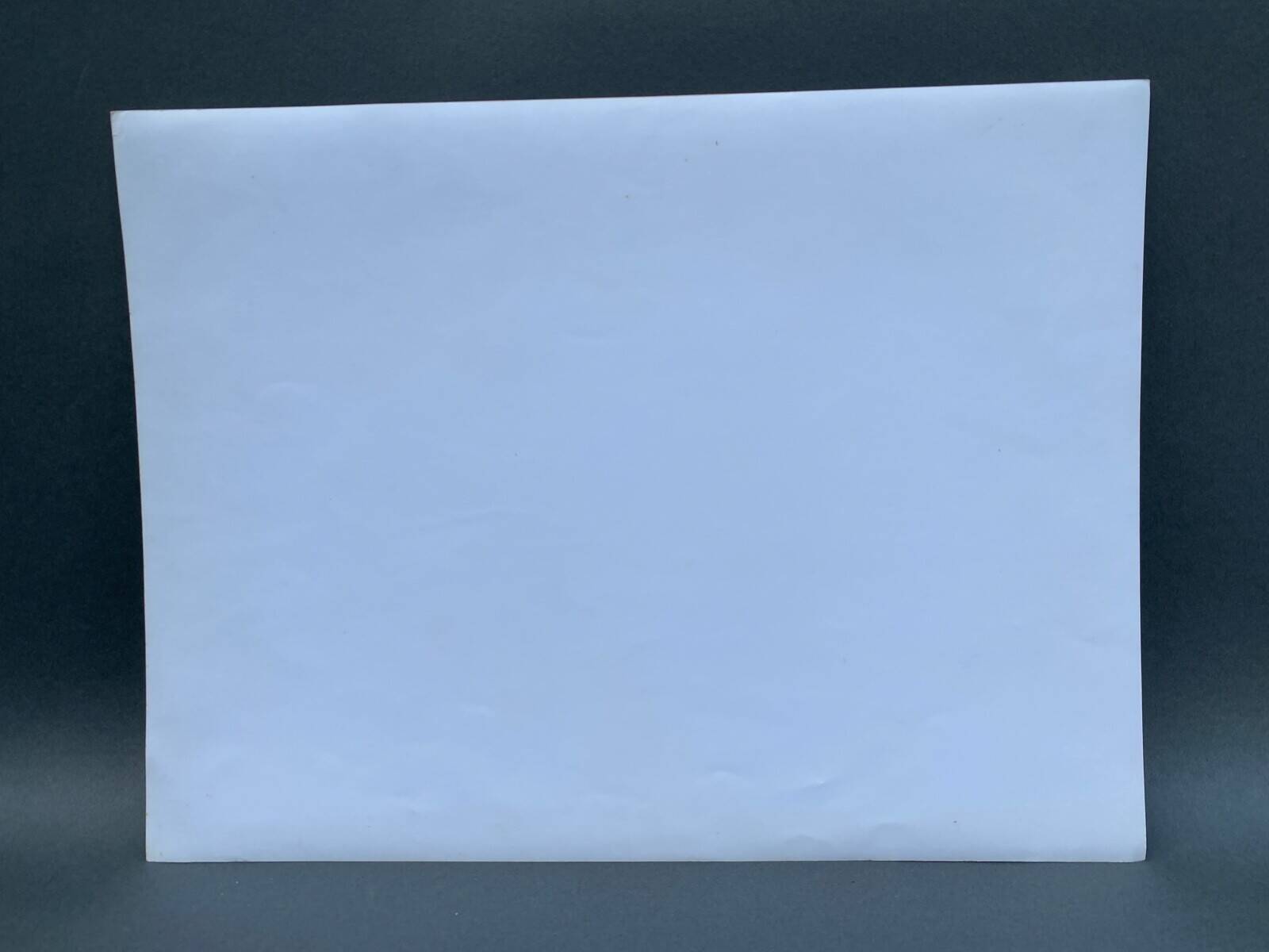 Silver gelatin photograph by Bernard Darot, Undergrowth, 20th century