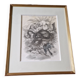 Original engraving / burin by JB Tavy Notton, "The blue tit", circa 1970