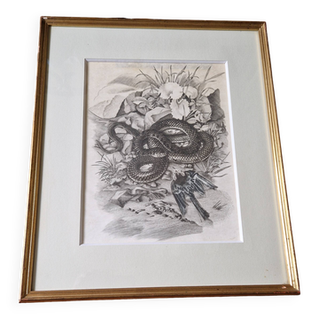 Original engraving / burin by JB Tavy Notton, "The blue tit", circa 1970
