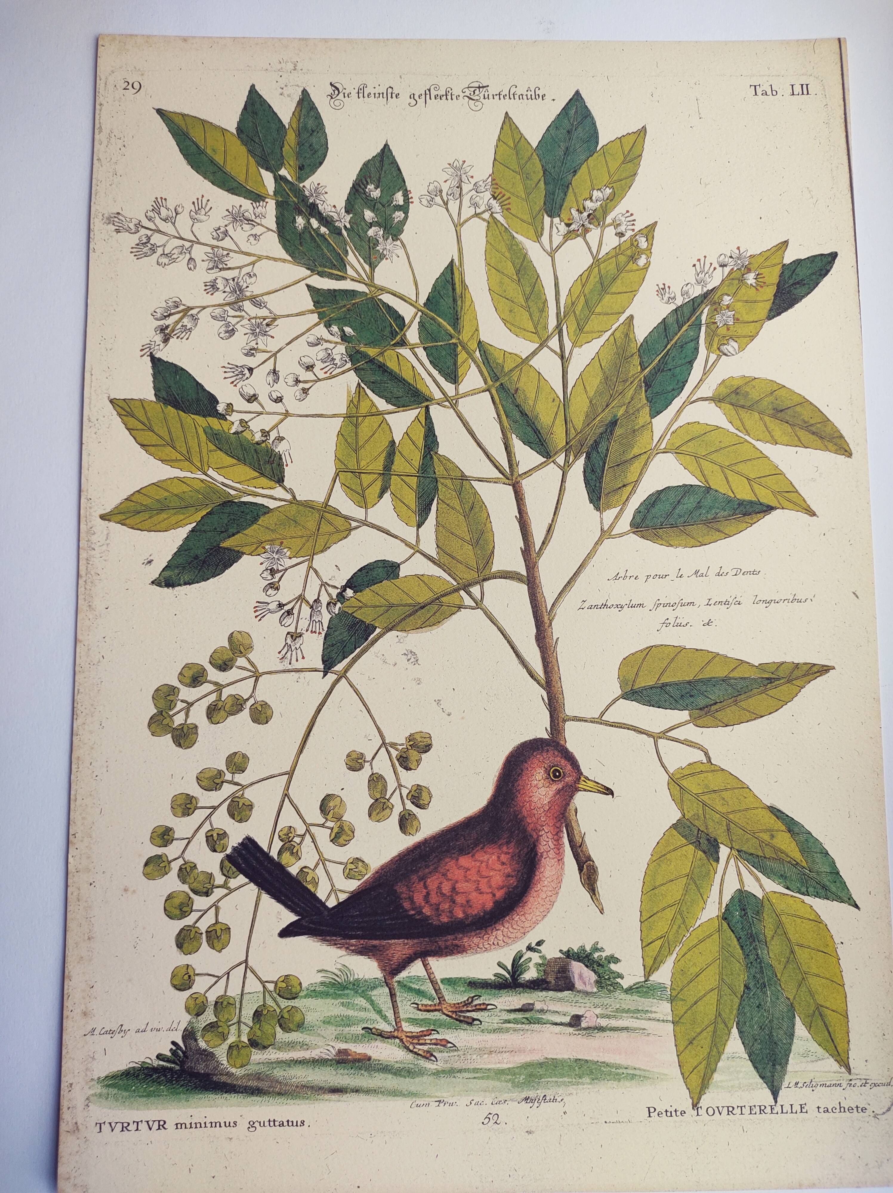 Antique bird engraving - Small Turtle Dove - Zoological plate by Seligmann