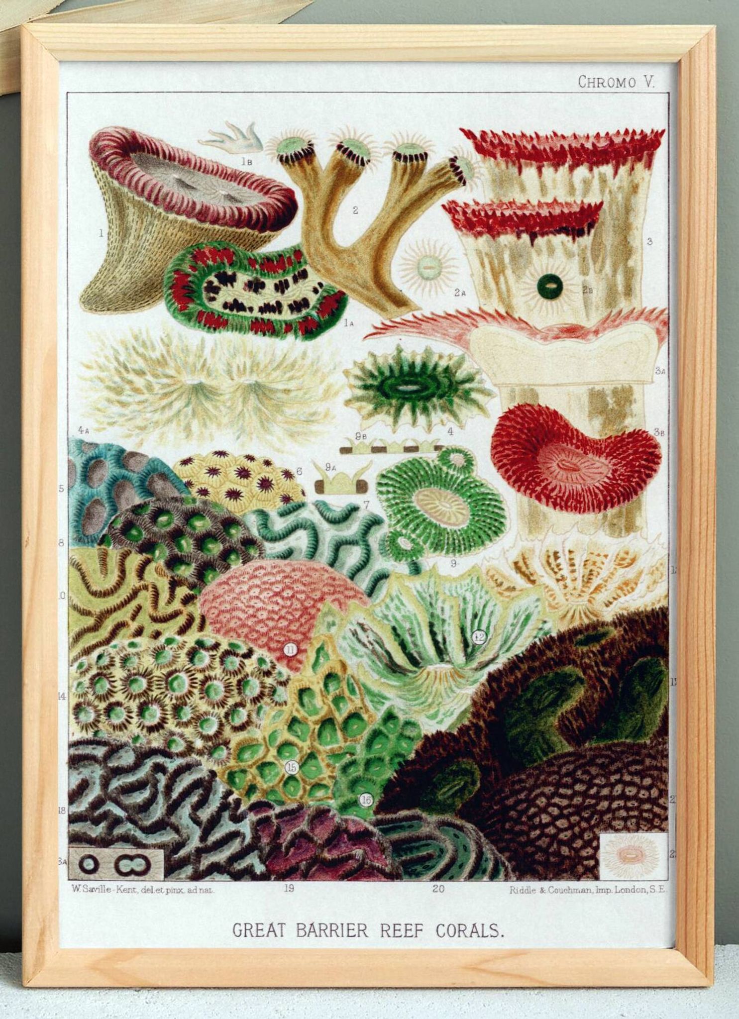 Poster about "the anemones of the Great Barrier Reef", 1893