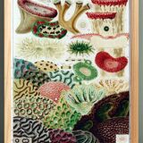 Affiche sur "les anémones de la Grande barrière de Corail", 1893