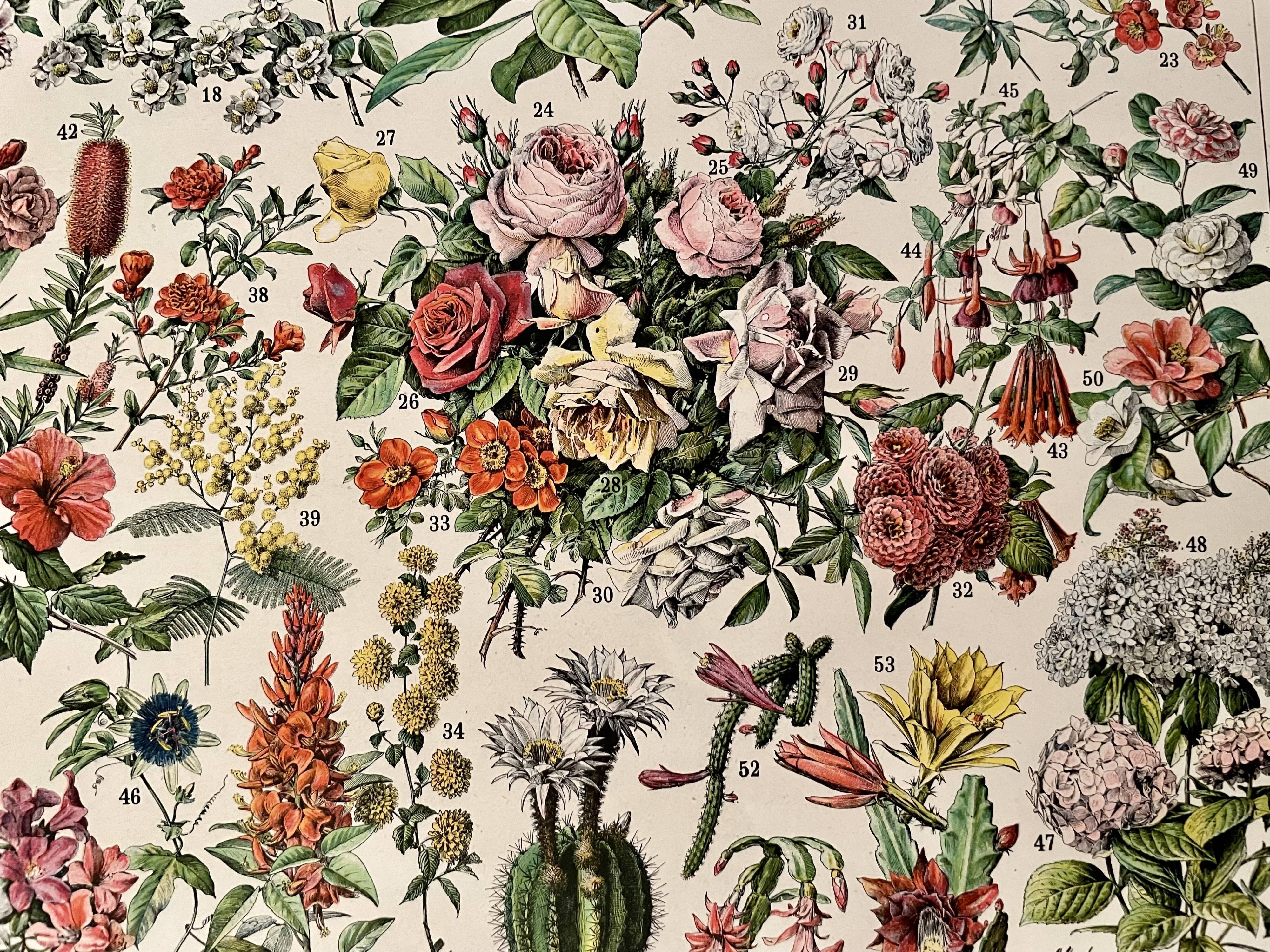 Lithograph on flowers (trees and shrubs) - 1930