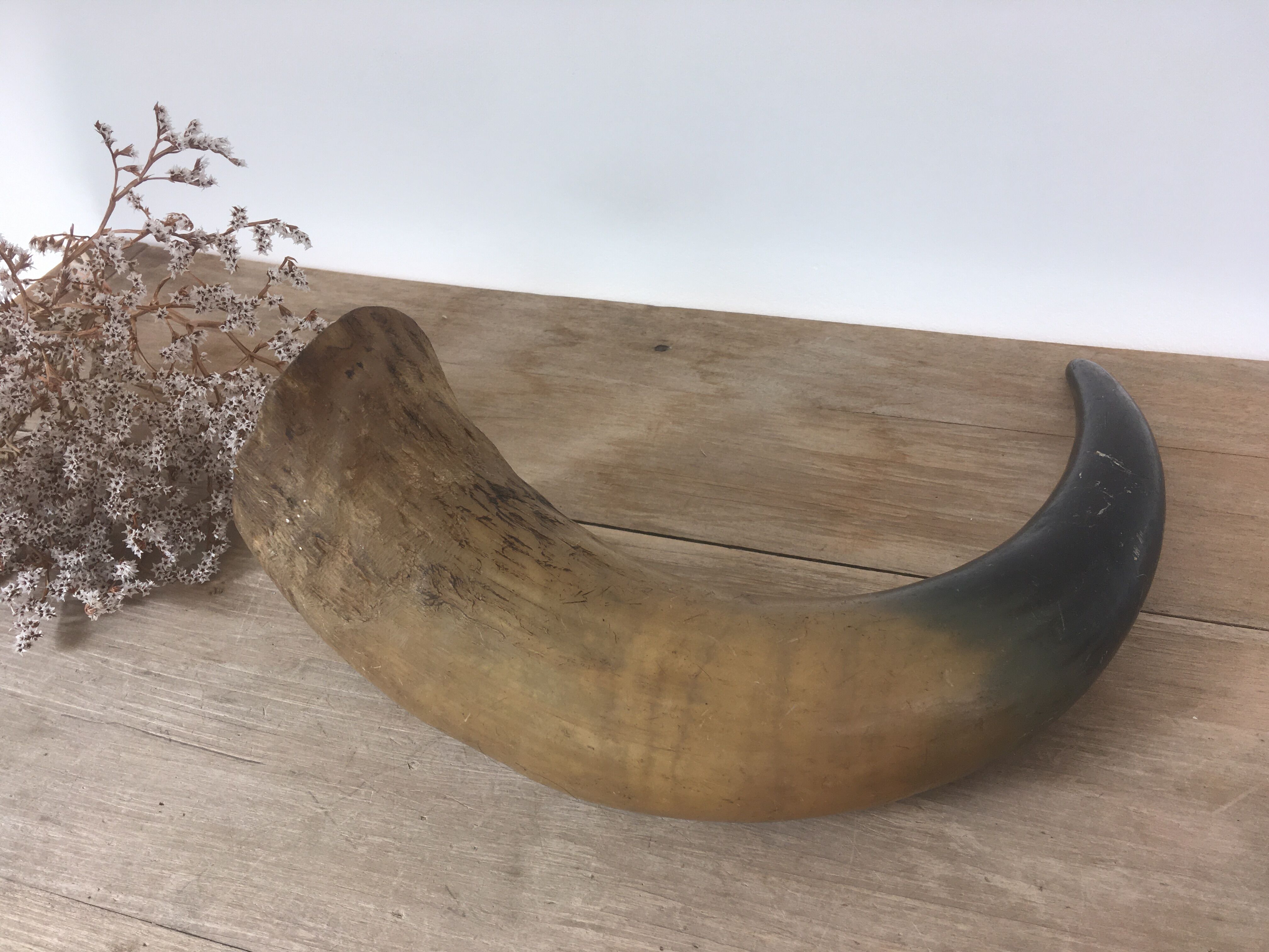 Ancient horn