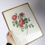 Great Redouté Lithograph