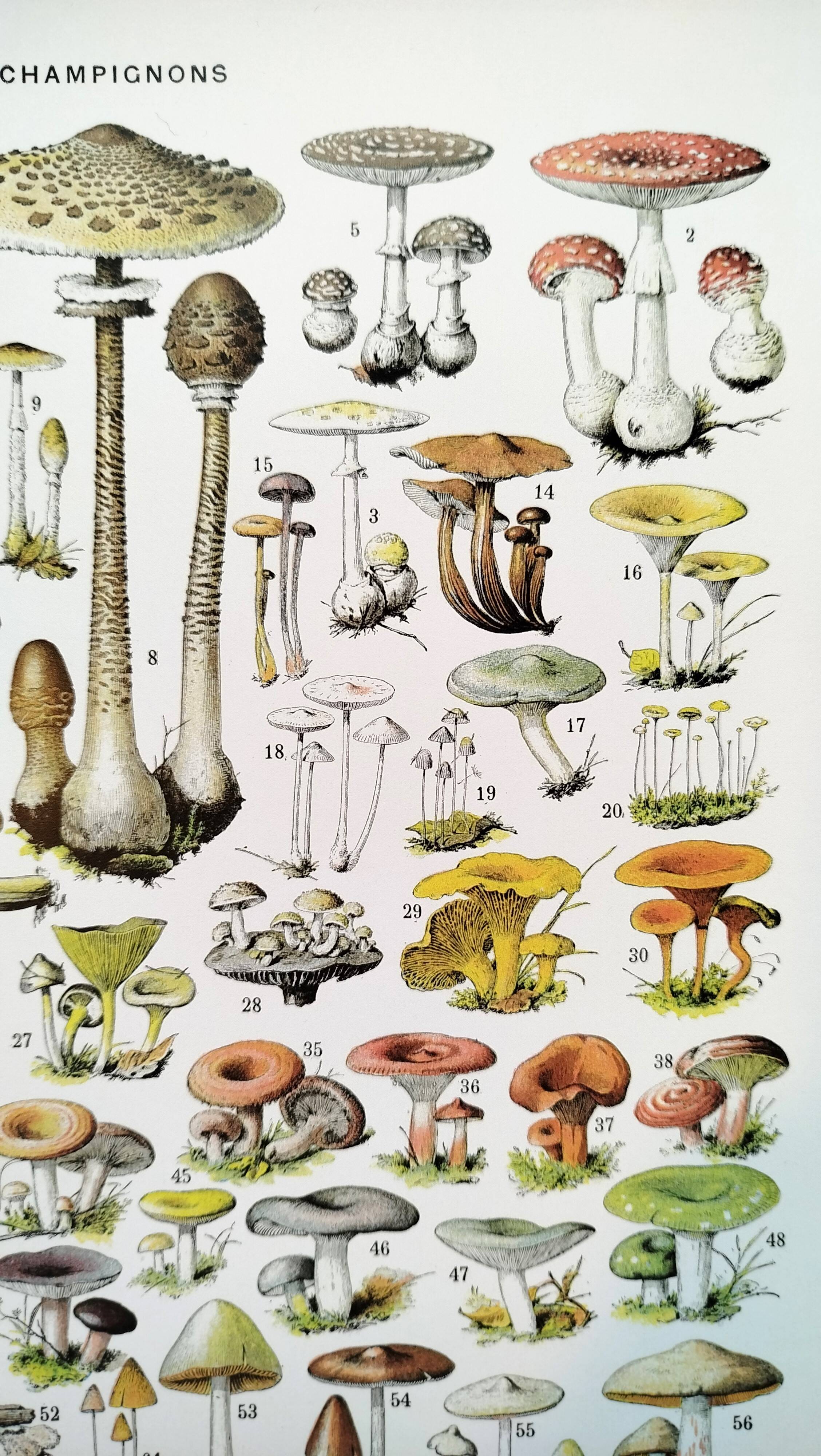 Poster about "Amanita" mushrooms, based on a 1928 lithograph