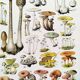 Poster about "Amanita" mushrooms, based on a 1928 lithograph