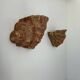 Pair of vintage terracotta shell wall lights