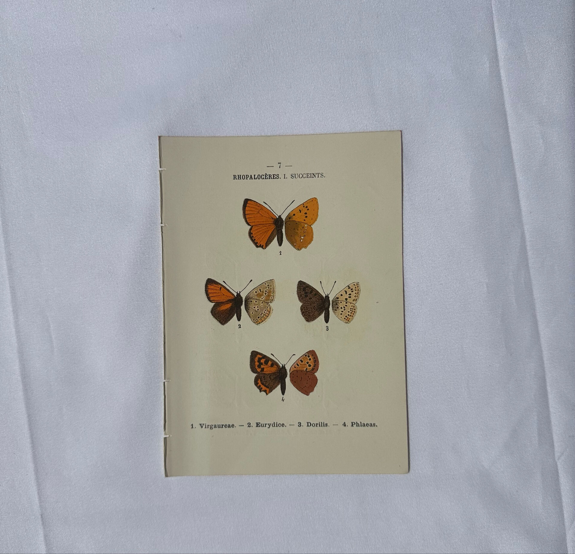 Planche Botanique Gravure Papillon naturaliste ancienne 19eme