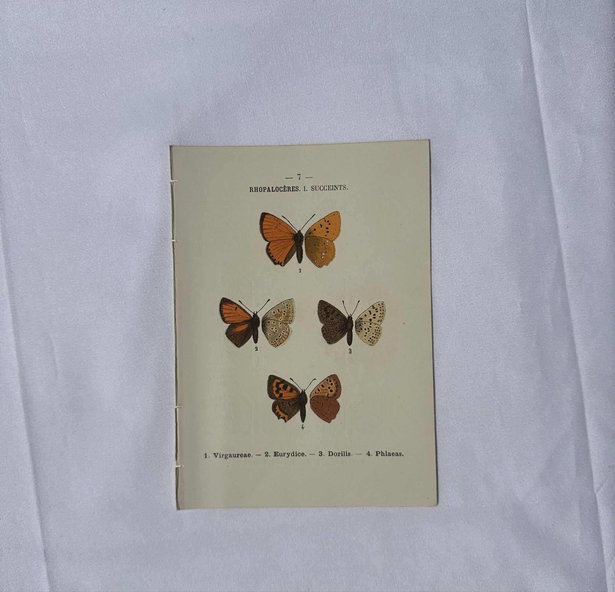 🦋 Botanical Plate Engraving of a Butterfly, 19th Century Naturalist