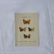 Planche Botanique Gravure Papillon naturaliste ancienne 19eme