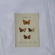 🦋 Botanical Plate Engraving of a Butterfly, 19th Century Naturalist