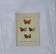Planche Botanique Gravure Papillon naturaliste ancienne 19eme