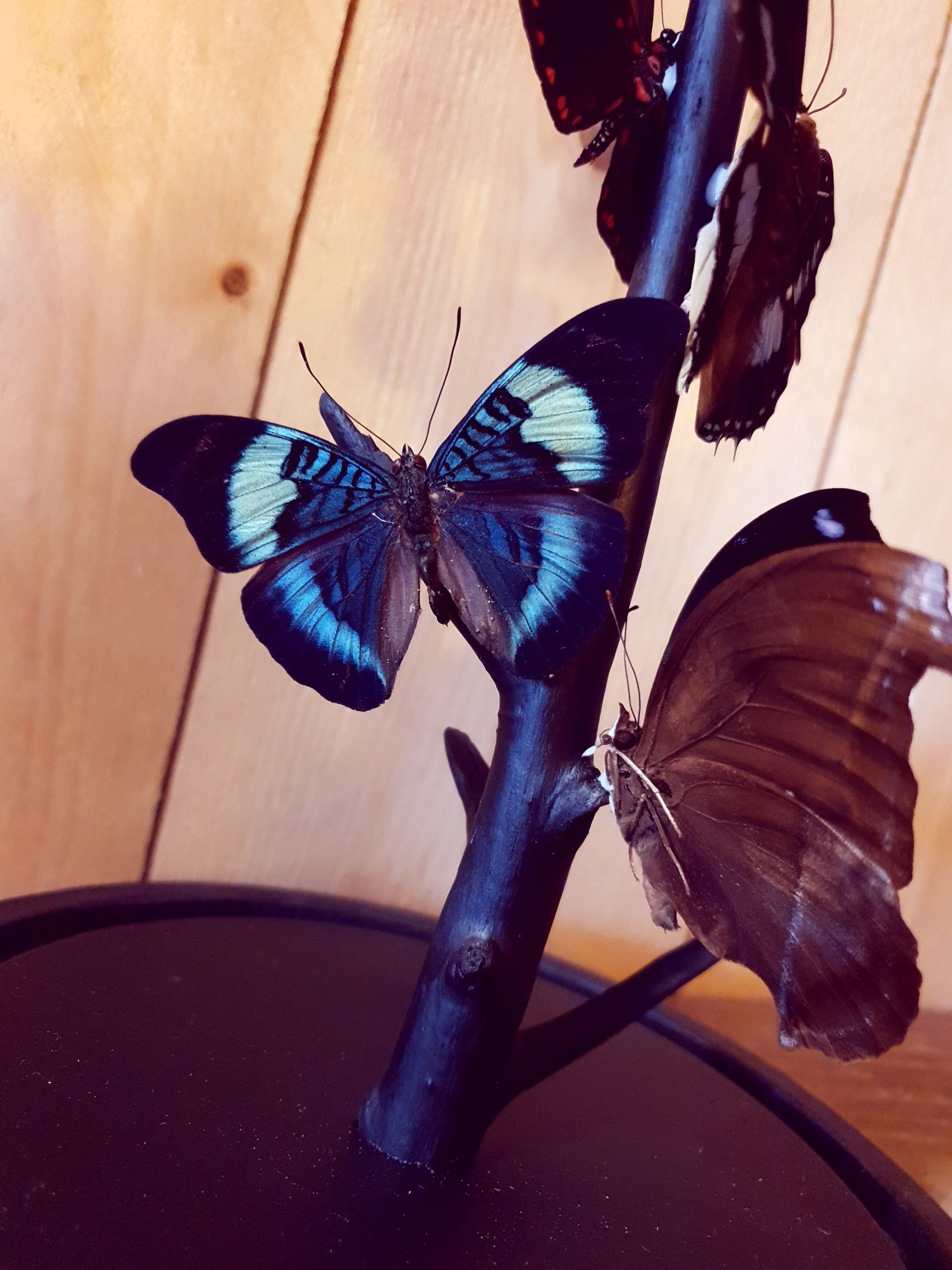 Papillons sous globe