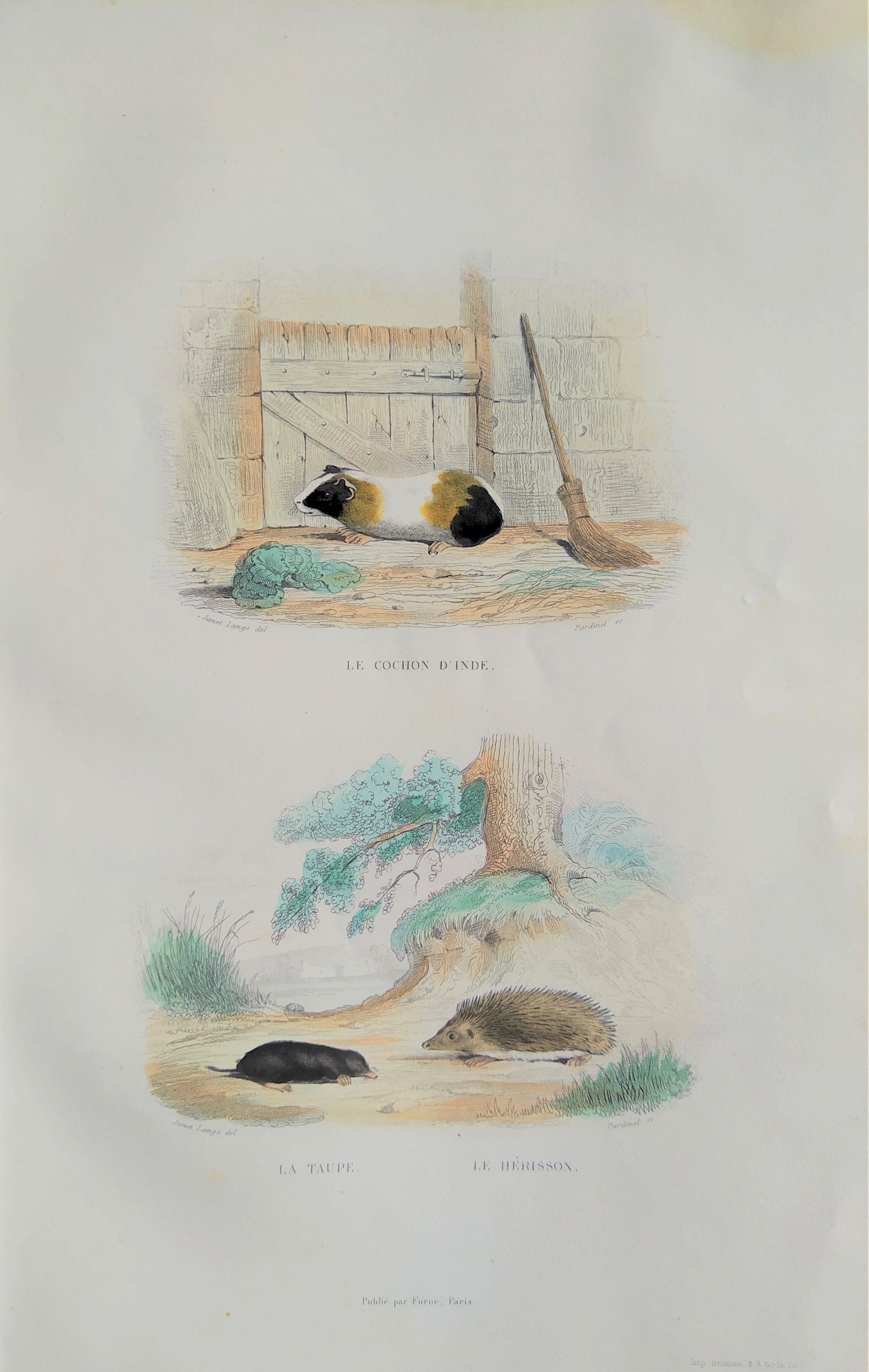 Original zoological plank "Indian Pig - Mole - Hedgehog " Buffon 1840