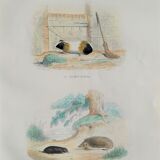 Original zoological plank "Indian Pig - Mole - Hedgehog " Buffon 1840