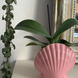 Pink shell