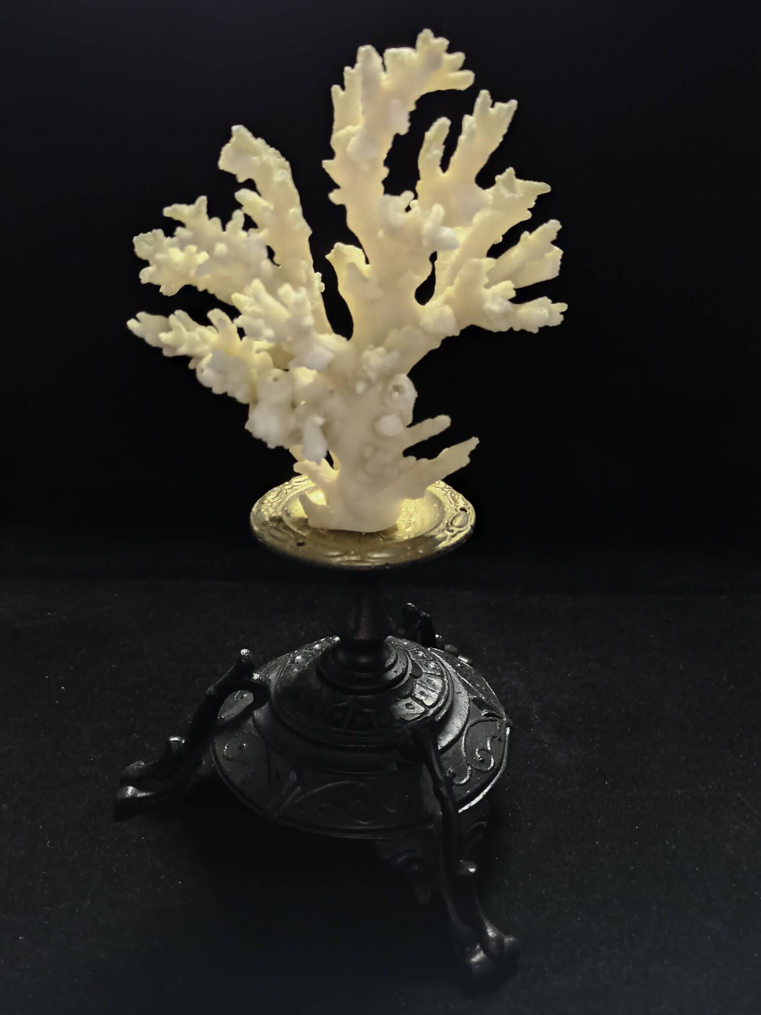 White coral mounted on spelter base for cabinet of curiosities