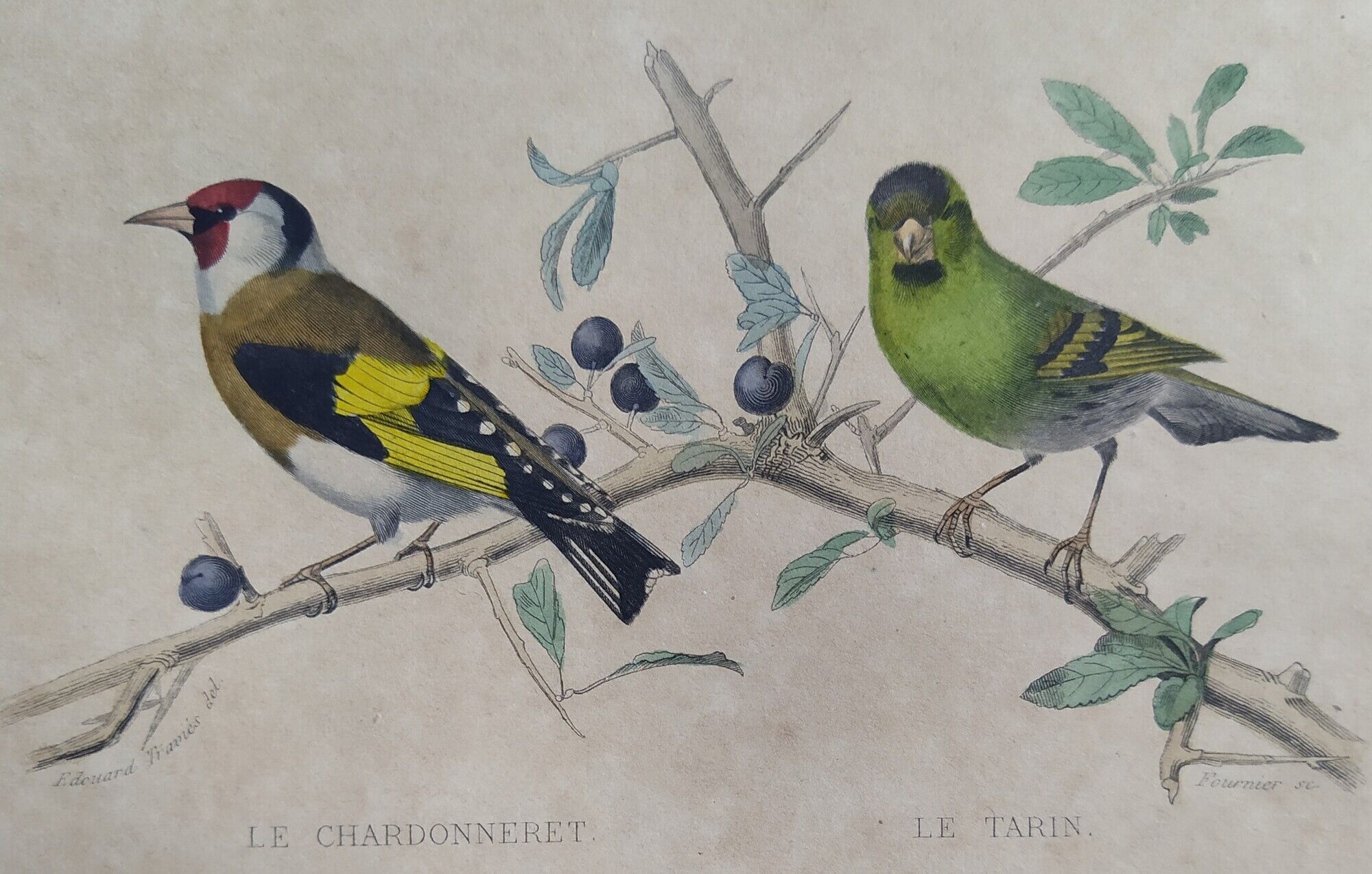 Ornithological board "Veuve to 4 Brins. Dominican - Chardonnert - Tarin" Buffon 1840