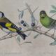 Ornithological board "Veuve to 4 Brins. Dominican - Chardonnert - Tarin" Buffon 1840