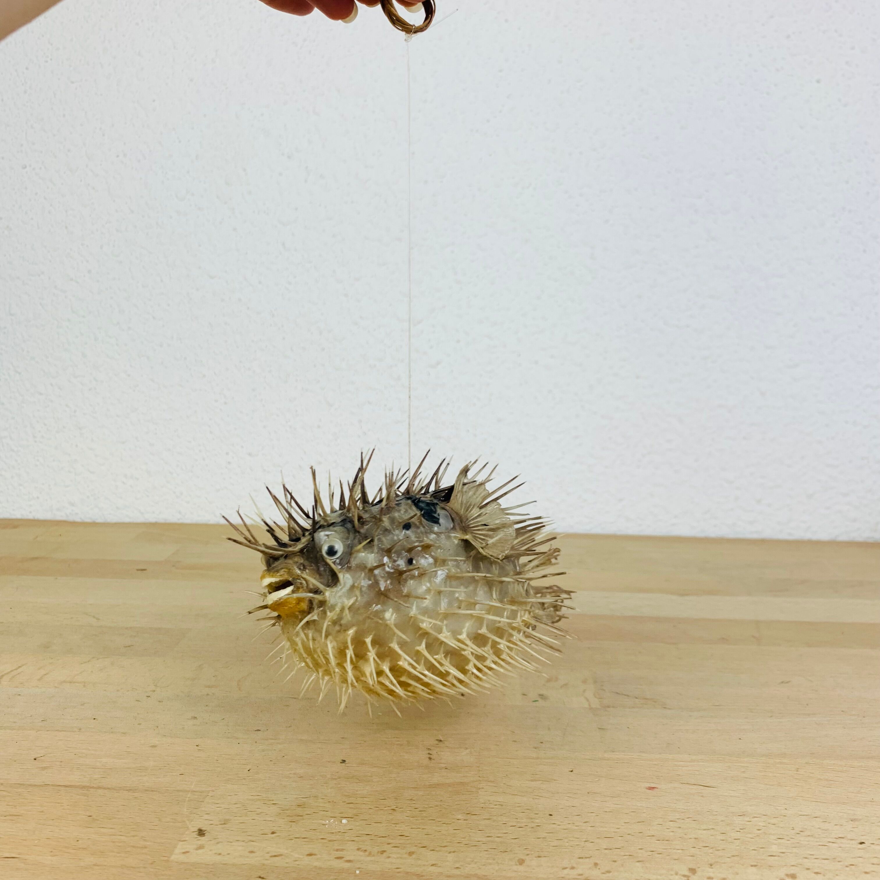 Naturalized diodon puffer fish object of curiosity