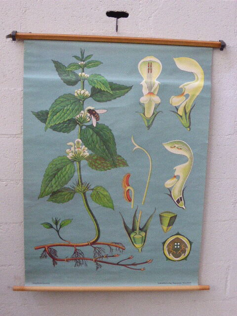 Botanical poster plant medicinal by Jung-Koch-Quentell, created in 1960, collector and vintage linen