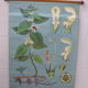 Botanical poster plant medicinal by Jung-Koch-Quentell, created in 1960, collector and vintage linen