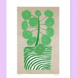 The Pilea