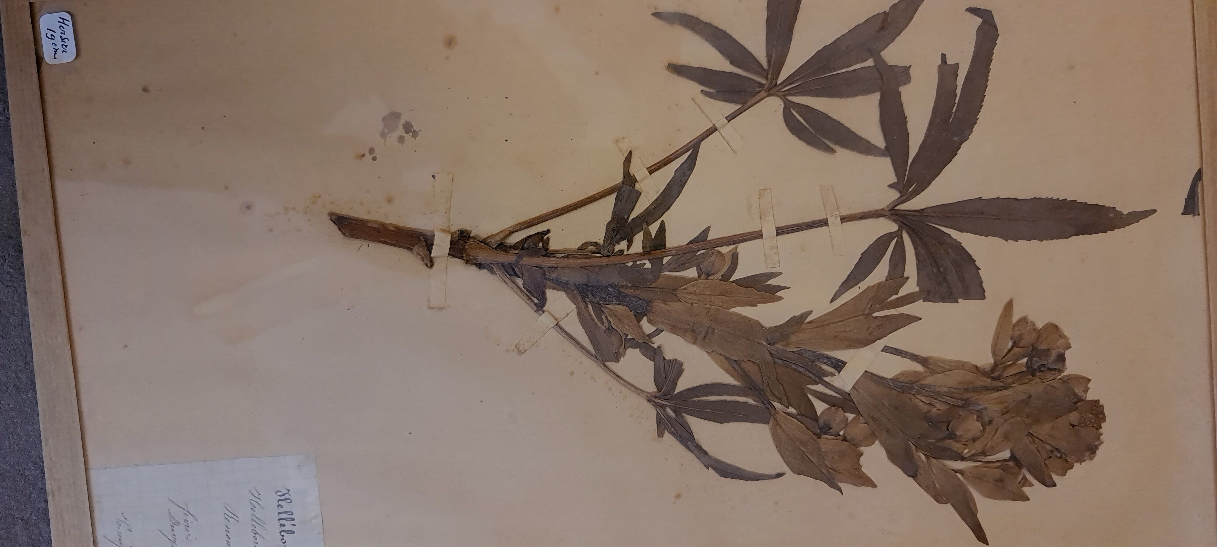 19th herbarium plank