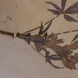 19th herbarium plank